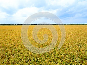 Golden rice in rice field with blue sky and white clouds in countryside Thailand