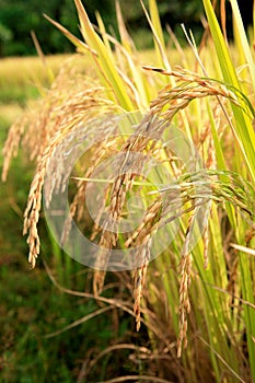 Golden rice spike in rice field, Chiang Mai, Thailand