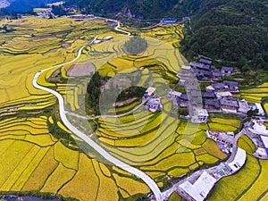 Golden rice terraced fields at harvesting time