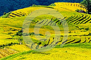 Golden rice terraced fields at harvesting time.