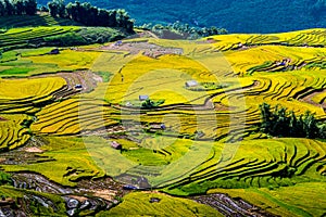 Golden rice terraced fields at harvesting time.