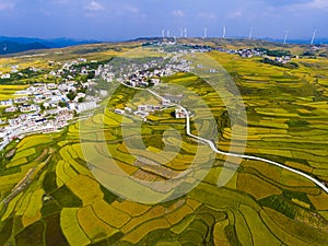 Golden rice terraced fields with the road