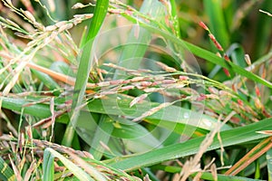 Golden riceberry fields, ears of rice at backyard in bangkok, thailand