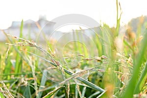 Golden riceberry fields, ears of rice at backyard in bangkok, thailand