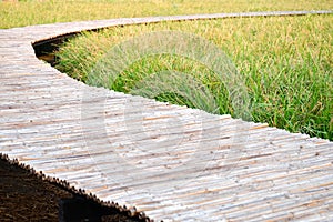 Golden riceberry fields with wood bridge, ears of rice on the rice field in bangkok, thailand