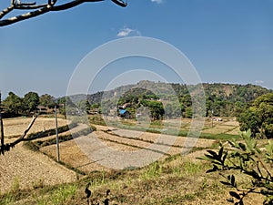 The Golden Ricefield