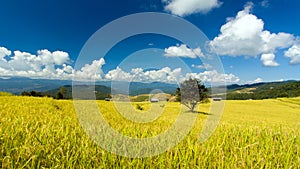 Golden ricefield with the bluesky