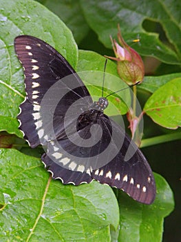 Golden Rimmed Swallowtail