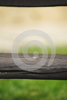 Golden Ring on Bench