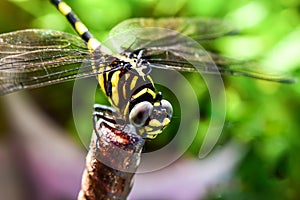 Golden ring dragonfly