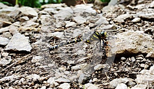 Golden ringed Dragonfly