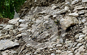 Golden ringed Dragonfly