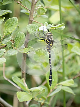 Golden-ringed dragonfly aka Cordulegaster boltonii.