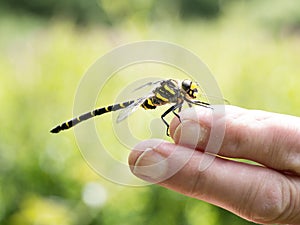 Golden-ringed dragonfly aka Cordulegaster boltonii on finger.