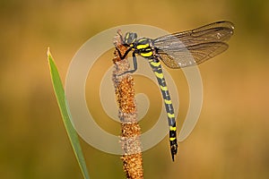 Golden ringed dragonfly with black and yellow stripes at sunset