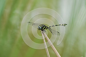 Golden-ringed Dragonfly