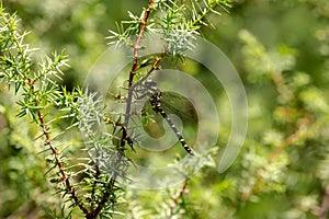 The golden-ringed dragonfly Cordulegaster boltonii