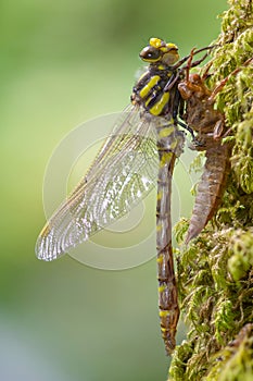 Golden ringed dragonfly cordulegaster boltonii