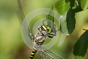 Golden ringed dragonfly Cordulegaster boltonii