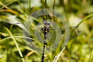 Golden ringed dragonfly Cordulegaster boltonii