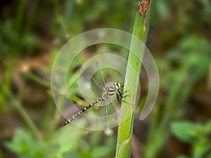 Golden-ringed dragonfly, Cordulegaster boltonii, Devon, UK.