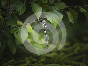 Golden-ringed Dragonfly hanging on a branch