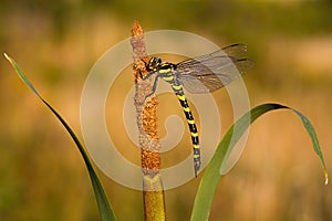 Golden ringed dragonfly resting on bulrush with copy space