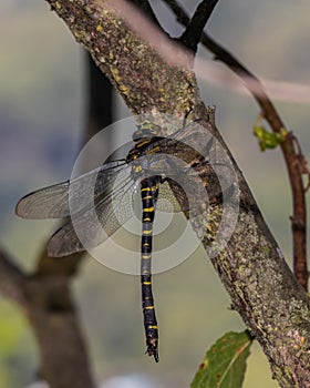 Golden-ringed dragonfly resting on a thin branch in a shaded woodland area