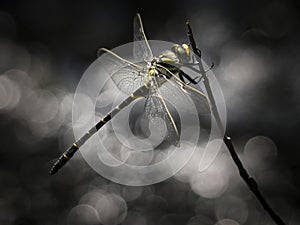 A Golden-Ringed Dragonfly sits on the end of a stick