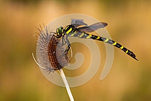 Golden ringed dragonfly sitting still on a dry thistle in summer