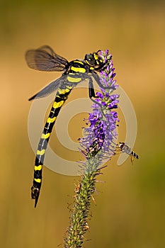 Golden ringed dragonfly sitting on a violet wildflower