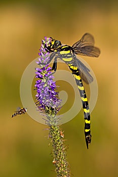 Golden ringed dragonfly sitting on violet wildflower and fly fling around