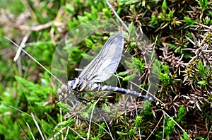 Golden-ringed dragonfly on the vegetation