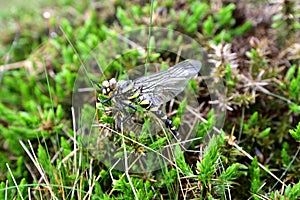 Golden-ringed dragonfly on the vegetation