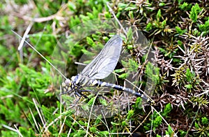 Golden-ringed dragonfly on the vegetation