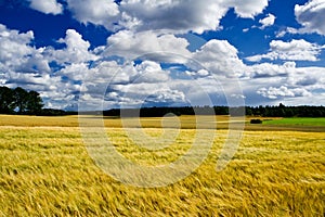 Golden ripe barley field lands