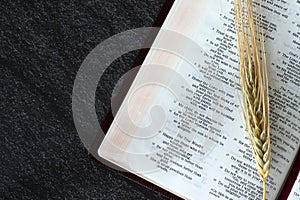 Golden ripe barley stalk on open holy bible book with dark background, top view