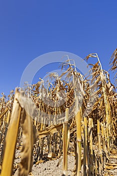 golden ripe corn in sunny weather in the field