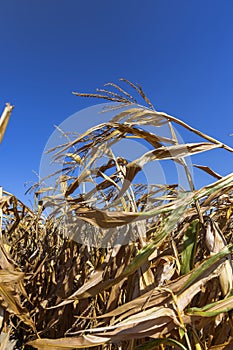 golden ripe corn in sunny weather in the field