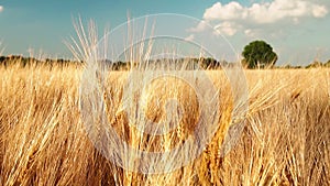 Golden ripe ears of wheat against the blue sky with white clouds. Full HD 1080p Slowmo slow motion
