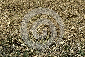 Golden ripe ears of wheat Field Harvest Agriculture