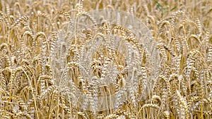 Golden ripe ears of wheat. Harvest.