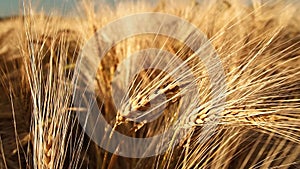 Golden ripe ears of wheat slightly moved by wind breeze. Slow motion 120 fps. Full HD 1080p. Slowmo
