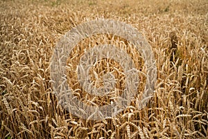 Golden ripe ears of wheat on summer field, close-up. Agriculture farm. Ripe seeds of the grain crop, ready for harvest.
