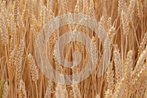 golden ripe ears wheat, summer field, rich harvest bread, grain import, export, stock exchange, grain trading, Grains Futures