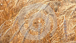 Golden ripe ears of wheat at the sunset sway in wind in field in summer closeup