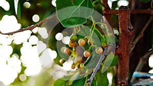 Golden ripe fruits of Corida Myxa or Lasura with green leaves. Ripe fruits used in the pickle industry