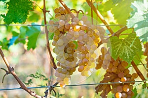 Golden ripe grapes of Rkatsiteli in a vineyard before harvest, K