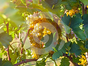 Golden ripe grapes of Rkatsiteli in a vineyard before harvest, K