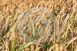 Golden ripe rye ears, summer field before harvesting, harvest time, Agriculture industry. Close up photo